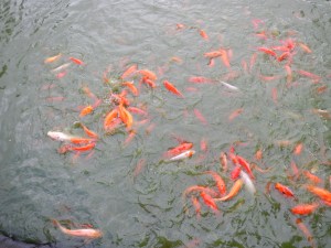 Welcome abundance and allow yourself to be wealthy in health, happiness and love